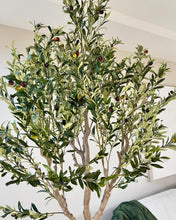 Cargar imagen en el visor de la galería, Árbol de olivo 7 pies
