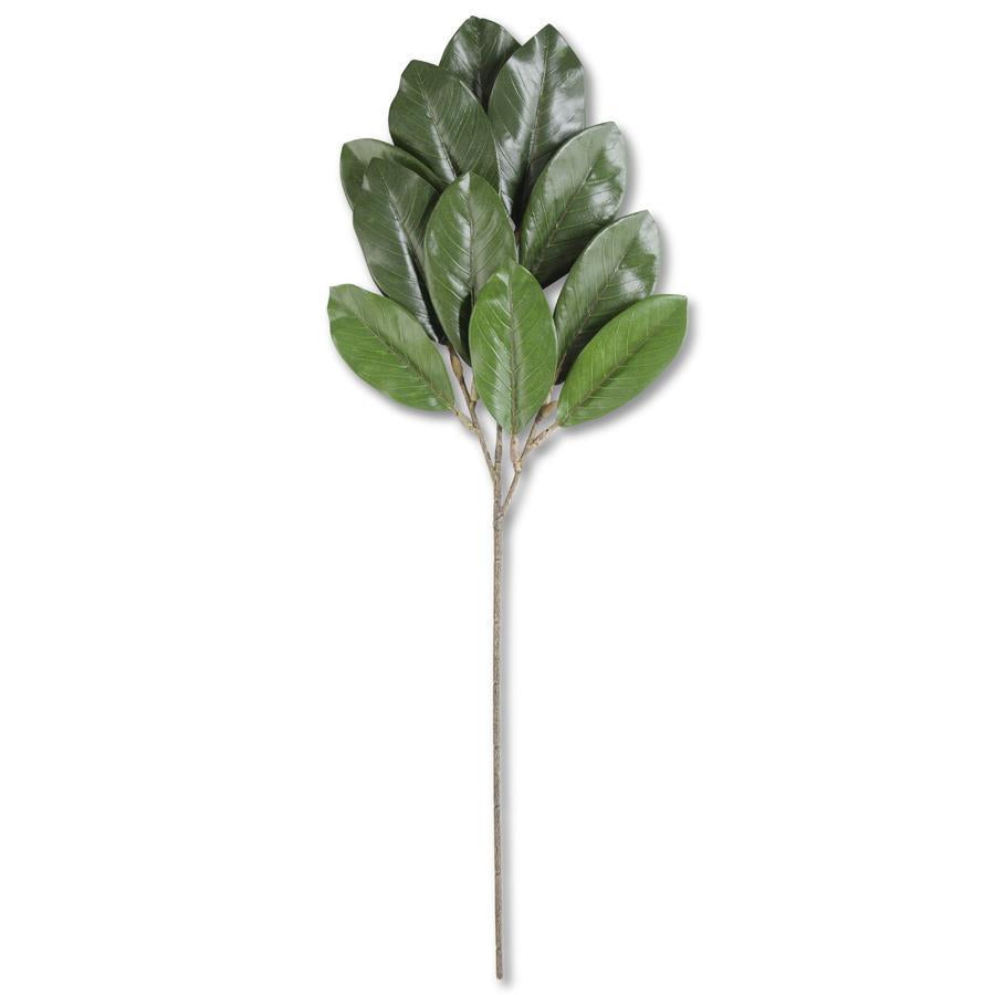 Rama de magnolia