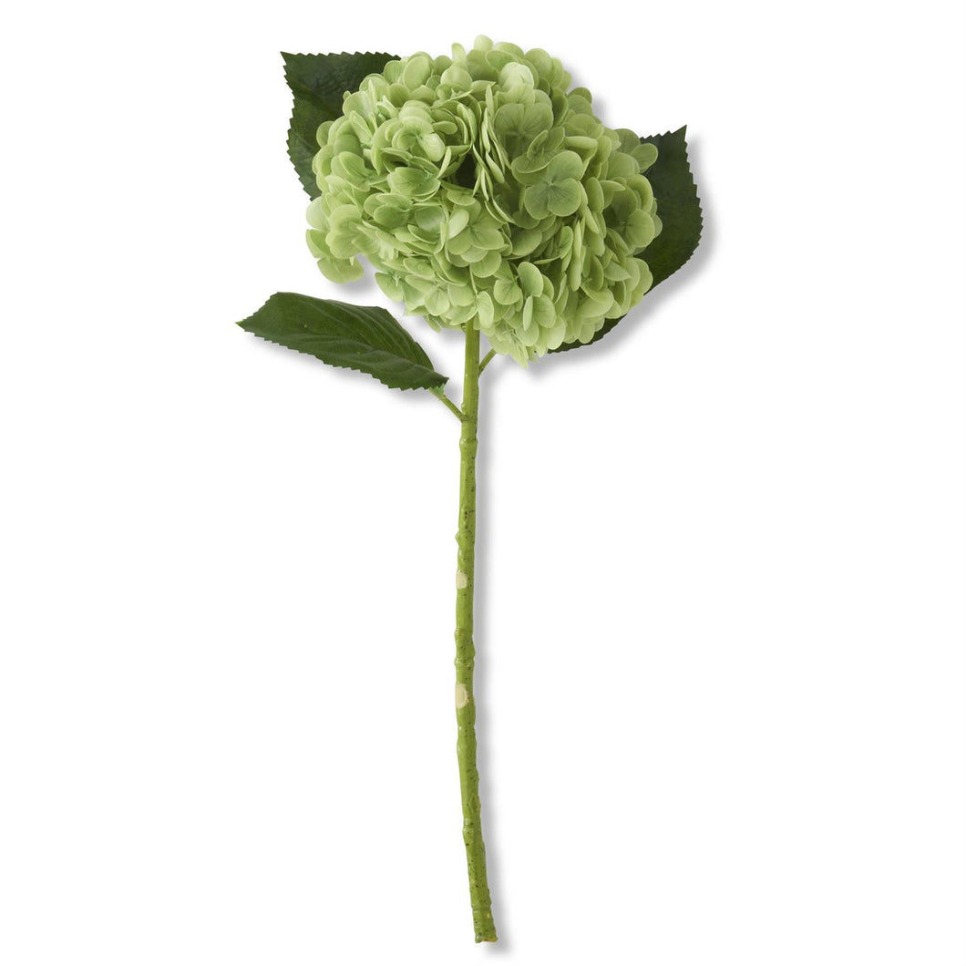 Hortensia verde