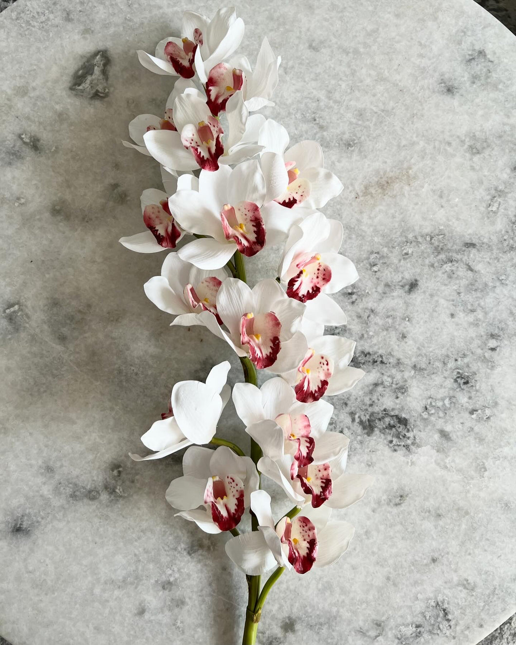 Orquídea cymbidium blanca