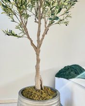 Cargar imagen en el visor de la galería, Árbol de olivo 7 pies
