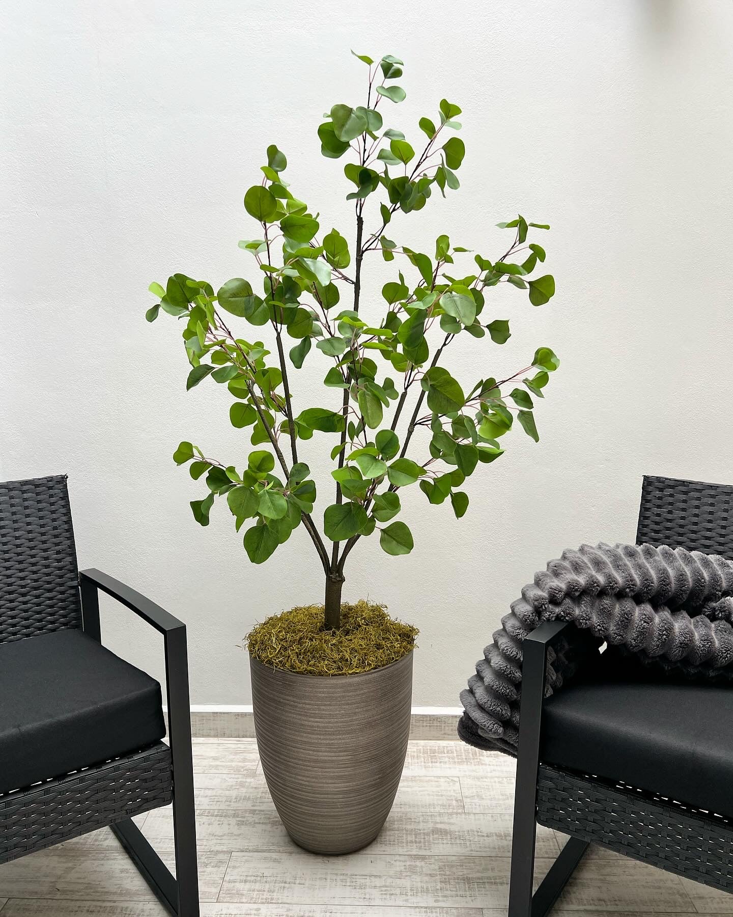 Arbol de eucalipto