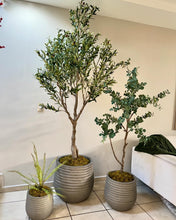 Cargar imagen en el visor de la galería, Árbol de olivo 7 pies
