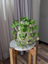 Cargar imagen en el visor de la galería, Rama de pilea colgante
