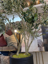 Cargar imagen en el visor de la galería, Árbol de olivo 8 pies
