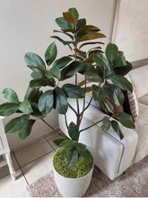 Cargar imagen en el visor de la galería, Árbol de magnolia
