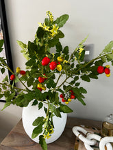 Cargar imagen en el visor de la galería, Rama de tomate
