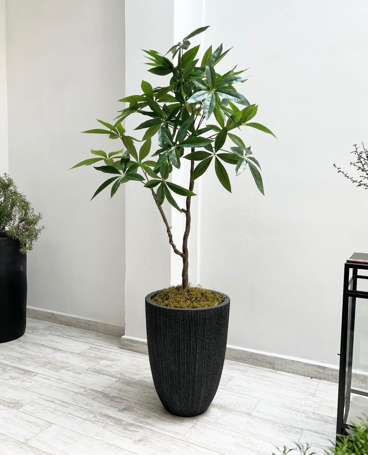 Árbol del dinero 48"
