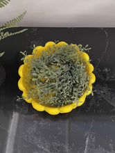 Cargar imagen en el visor de la galería, Arbusto hojas de té

