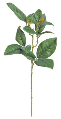 Rama de hoja de magnolia