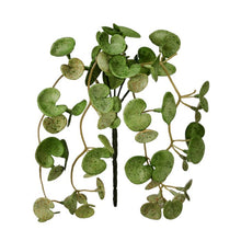 Cargar imagen en el visor de la galería, Rama de pilea colgante
