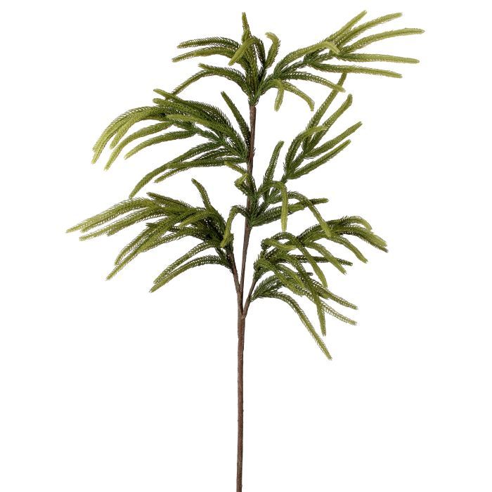 Rama de araucaria