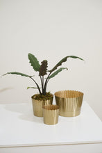 Cargar imagen en el visor de la galería, Base
